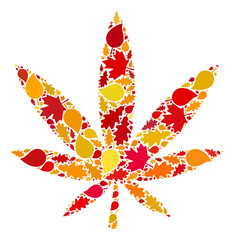 Marijuana mosaic icon constructed for fall season. Vector marijuana mosaic is made from randomized autumn maple and oak leaves. Mosaic autumn leaves in bright gold, brown and red colors.