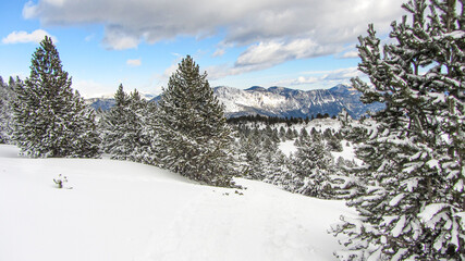 Beautiful snowy winter landscape in the Pyrenees with pine and fir trees. Scenic snow with christmas trees.