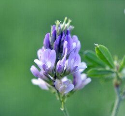 The field is blooming alfalfa