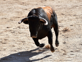 spanish black bull with big horns running on the show of bullfight in spain