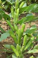 On the stem of the bean  (Vicia faba) ripen pods