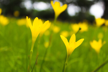 yellow flower in the grass