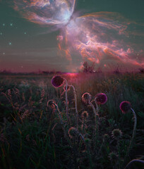 wildflower field and galaxies nebulas 