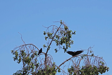 Low angle view of two black crows in the top of a street tree under blue sky