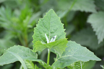 Orach (Atriplex hortensis) grows in the garden