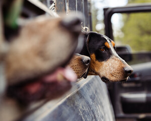 portrait of a dog