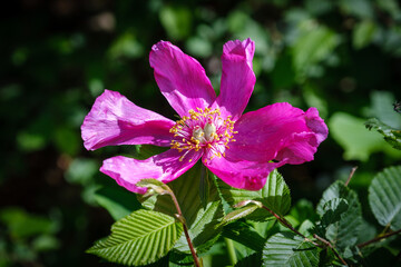 Pink Common peony flower on spring meadow