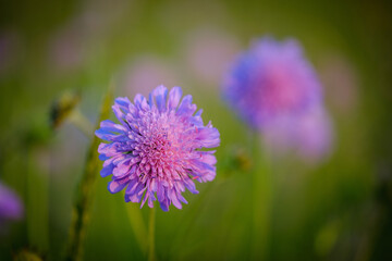 Purple Field scabious flower in the grass