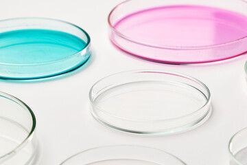 Pink, blue and transparent agar media in Petri dishes for grafting bacteria.