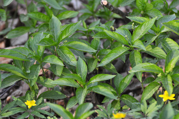 In the spring, Mercurialis perennis grows in the forest
