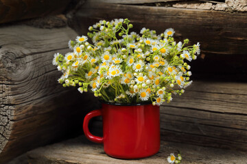 Rustic still life with daisies in a red circle on the background of a wooden wall.