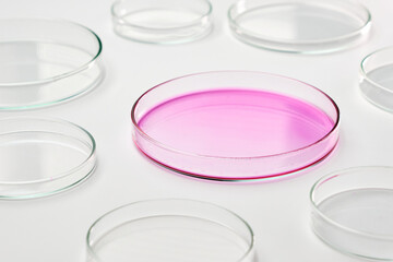 Pink, and transparent agar media in Petri dishes for grafting bacteria.
