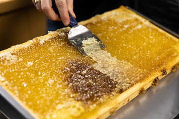 récolte de miel à l'aide d'une spatule sur une planche d'apiculture