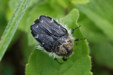 black insect sitting on a leaf
