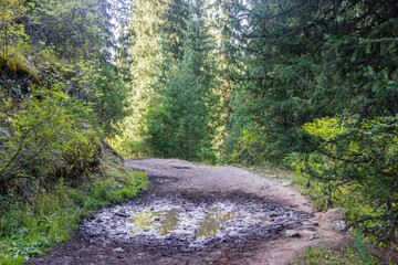 Mountain pathway between spruce trees. Landscape shot taken in Kazakhstan
