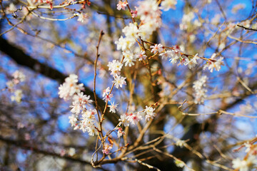 Cherry blossom in full bloom over blue sky