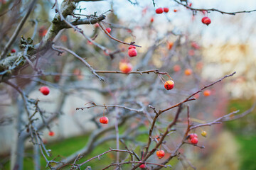 Red ripe apples on a branch of crabapple tree