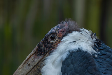 Leptoptilos crumeniferus bird in sunny summer morning