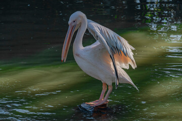 Pelican bird on green pond with sunny shine in autumn morning