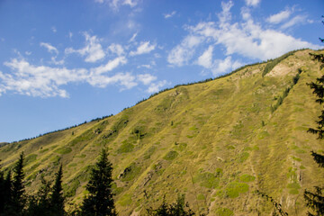 Fototapeta premium Summer landscape with spruce trees, green hills and the blue cloudy sky. Kazakhstan.