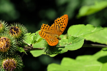 Fototapeta na wymiar Orange and black butterfly fritillary with broken wings - Stockphoto