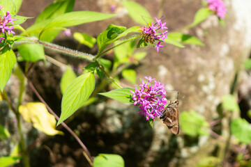 cascadas del CONVENTO