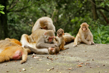 Naklejka premium Family of monkeys on a rock near the Swayambhunath temple, Kathmandu, Nepal
