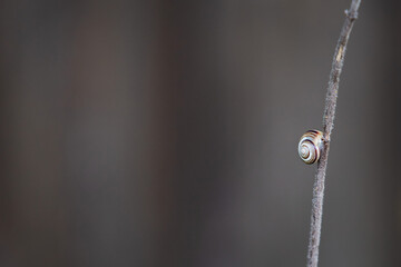 
a snail on a branch with a gray background for text