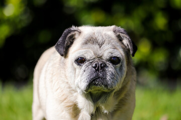 Obraz premium pug dog portrait