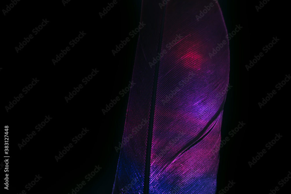 Poster Bird feather purple colored light. Beautiful background pattern texture for design. Macro photography view.