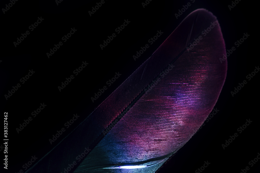 Poster Bird feather neon multi colored light. Beautiful background pattern texture for design. Macro photography view.