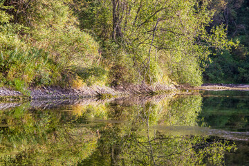 Fototapeta na wymiar Late Summer scenery: green trees, branches and the reflective surface of the pond. Kazakhstan, Central Asia.