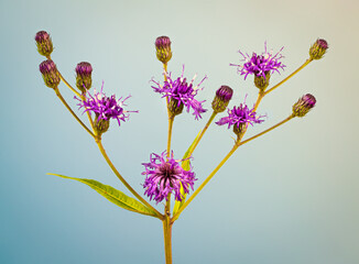 Macro view of flower cluster of tall ironweed (Veronia gigantea), a wildflower native to eastern...