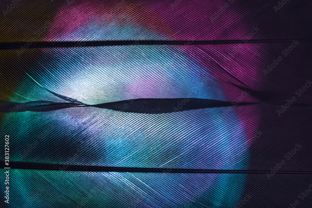 Poster Bird feather neon multi colored light. Beautiful background pattern texture for design. Macro photography view.