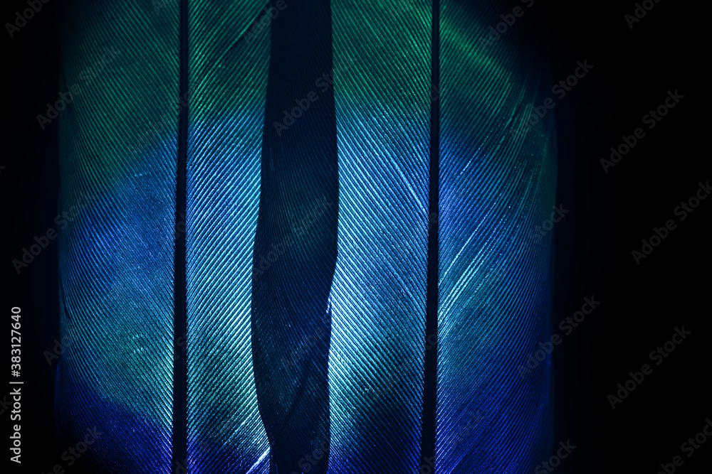 Poster Bird feather neon multi colored light. Beautiful background pattern texture for design. Macro photography view.
