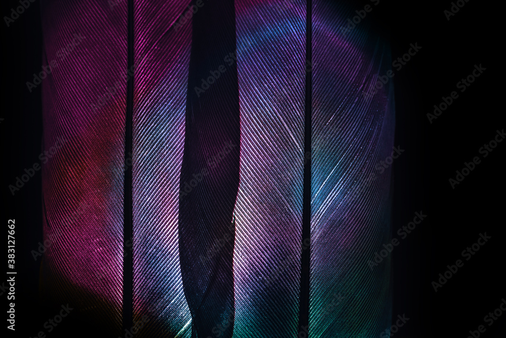 Poster Bird feather neon multi colored light. Beautiful background pattern texture for design. Macro photography view.