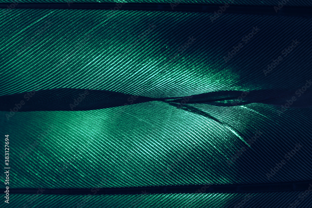 Poster Bird feather neon green colored light. Beautiful background pattern texture for design. Macro photography view.