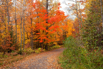 Maple tree in brilliant red foliage along a trail in northern Minnesota