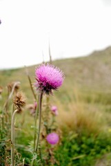 thistle in the field