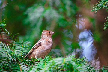 Spatz auf Nadelbaum schaut in den Himmel