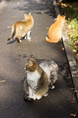 Two other cats walked past two beautiful street cats sitting on the sidewalk near an apartment building. Animals on the street