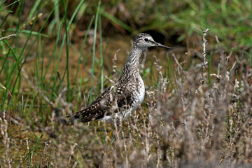 Wood sandpiper // Bruchwasserläufer (Tringa glareola)