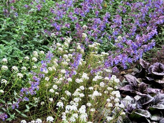 Obraz premium violet and white lowers in the garden