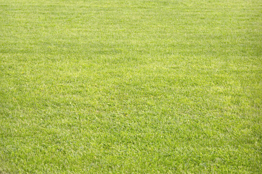 light green lawn for the background image