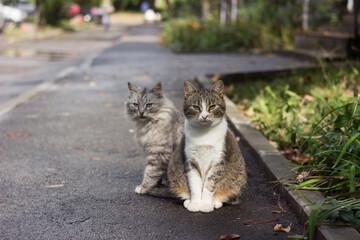 Two beautiful street cats are sitting on the sidewalk near a multi-storey building. Curious animals, one of them is colorful, the other is gray fluffy