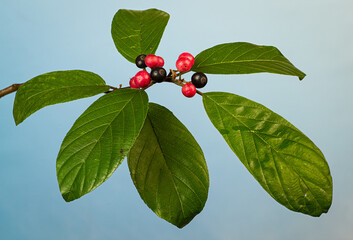 Carolina buckthorn (Rhamnus carolinianus) berries and leaves in early fall in central Virginia. Ripe (black) berries are favorites of birds.