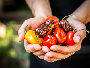 Piments forts dans les paumes de deux mains avec plusieurs couleurs