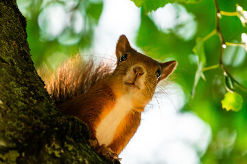 Eichhörnchen lächelt in Kamera