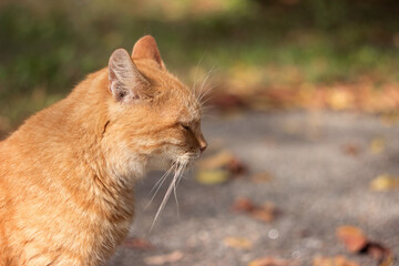 A bright red adult cat sits sideways on the road among autumn leaves in sunny weather. Pet on the street