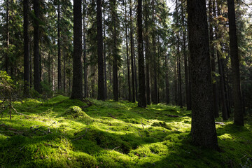 Moss covered forest in Finland.